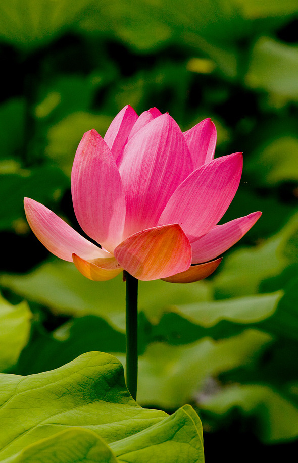 À̹ÌÁö¸¦ Ŭ¸¯ÇÏ¸é ¿øº»À» º¸½Ç ¼ö ÀÖ½À´Ï´Ù.